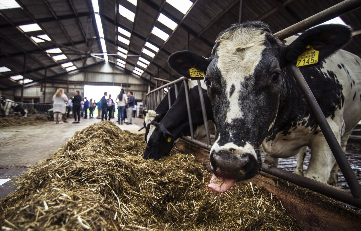 Wija digital marketing - Agrimarketing - DOC kaas