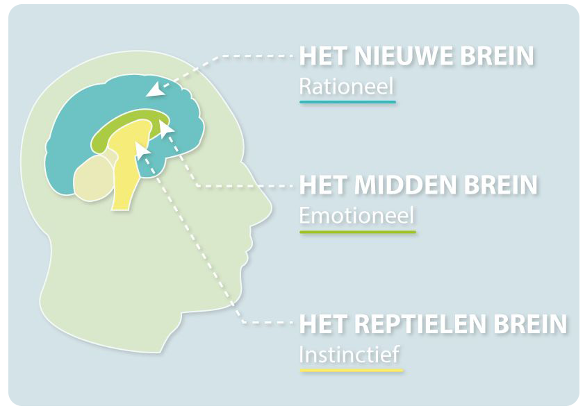 Wija - neuromerketing