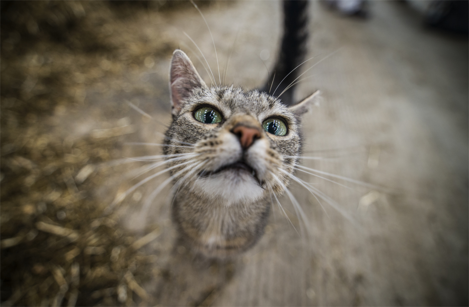 Wat kan de boer met #neuromarketing?