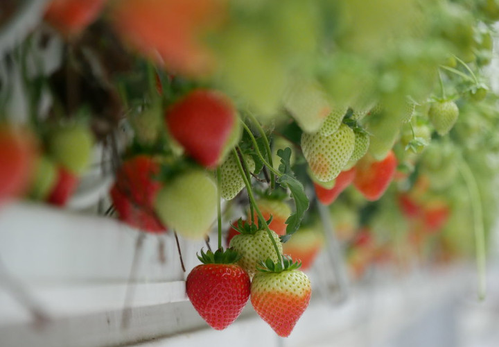 De lekkerste aardbeien