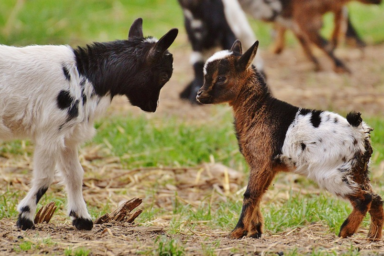 Omgaan met negatieve reacties op social media