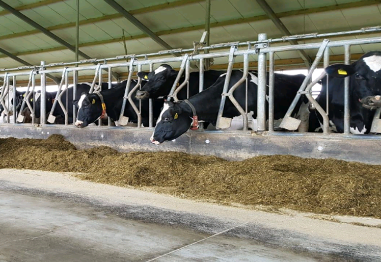 Eerste verse dagmelk van Zuivelboerderij Bolhuis bij Jumbo in Beilen.