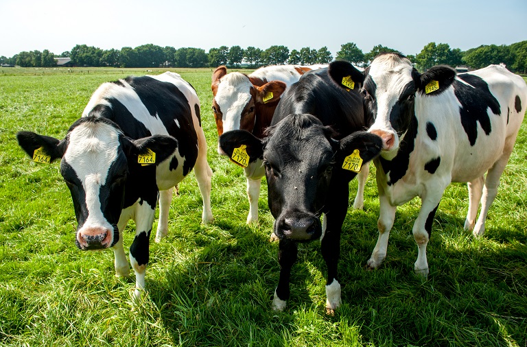 Online marketing voor de melkveesector