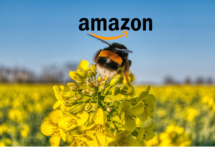 Wija gaat op Amazon-avontuur