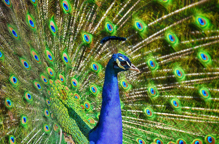 wija digital marketing