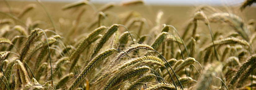 Wija - agrarische sector