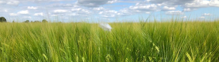 Wija - wat ligt er op jouw bord?