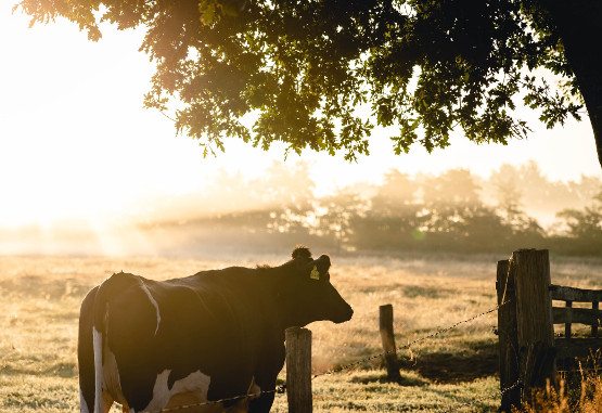 Wija - Stichting Melkvee