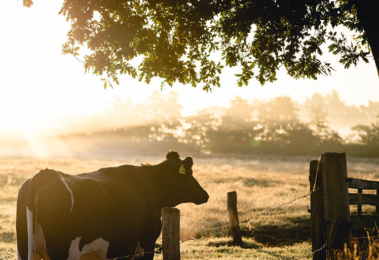Onze felicitaties aan Stichting #Melkvee